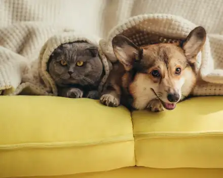 Evcil Havyan Kabul Eden Kiralık Yazlık ve Tatil Evleri | Villapaketi.com